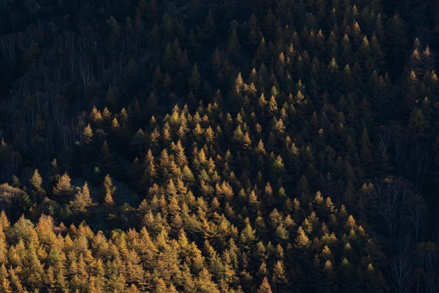 yoshitaka2-trees-9205702_1920
